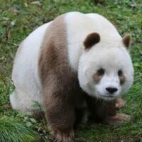 全球唯一棕色熊猫，一只胖嘟嘟的巧克力熊！(2)