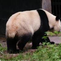 大熊猫为什么是国宝？我国独有