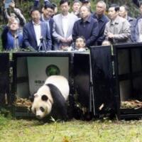  两只熊猫放归自然，全球首次同时放归两只大熊猫！