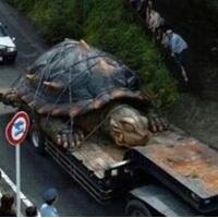 震惊了，渔民抓到数吨重的千年神龟！