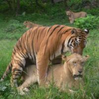 老虎和狮子谁厉害，当然是老虎！