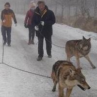 7旬老人养野狼，狼群一年的伙食费大概近100万元