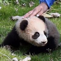 10年养死5只熊猫，这是一家怎样的动物园
