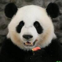 旅美熊猫回国：听不惯中文