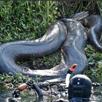 世界上最大的蟒蛇，55米！(3)