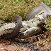 蟒蛇吃鳄鱼，体型大就是好！(2)