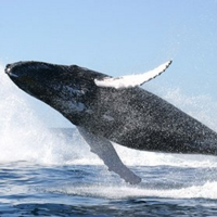 世界上最大的鲸鱼，舌头上可站50个人！(2)
