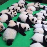 熊猫幼仔集体亮相，23只小熊猫上演熊猫瘫萌翻全场