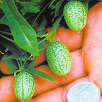 拇指西瓜，营养价值比普通西瓜高！(3)