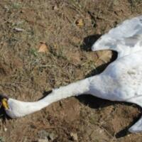 内蒙古天鹅死亡，毒杀天鹅原因何在？