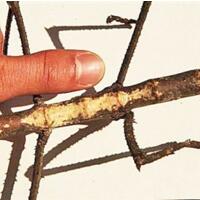 普洱现巨型竹节虫，全长超过40公分(2)
