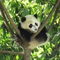 芦山发现野生熊猫，样子十分憨厚可爱