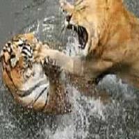 老虎和狮子打架视频，博斗激烈不相上下