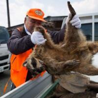 日本猎杀变异野猪，不能食用！(2)