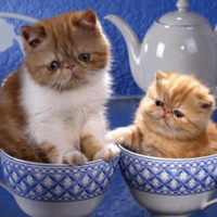茶杯猫多少钱一只，不建议高价购买！