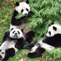 熊猫三胞胎，熊猫妈妈轮流养育三个小崽！