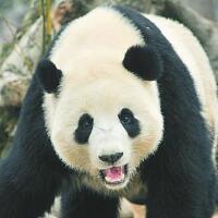 熊猫暖暖亮相，都江堰市政府向“暖暖”颁发了“身份证”(2)