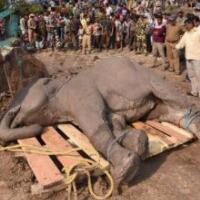 印大象被火车撞倒，众人齐心营救(2)