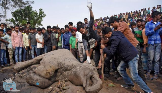 印大象被火车撞倒，众人齐心营救