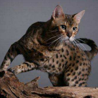 罕见豹猫现身云南，一只披着豹纹“外衣”的山猫！