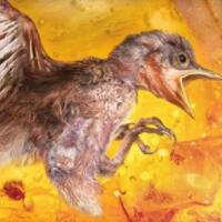 琥珀中发现古雏鸟，距今9900万年与恐龙同时代。