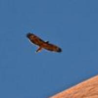 沙漠之鹰，久经历练的羽翼构筑起坚不可摧的避风港！