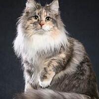 挪威森林猫，尾毛飘逸非常美丽！(10)