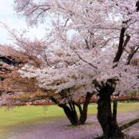 樱花树下的约定，那漫天飞舞的樱花如精灵一般！