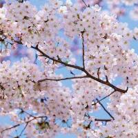 樱花樱花想见你，盛开的樱花是他们的珍贵回忆！(4)