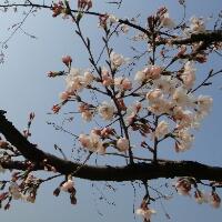 春风吻上我的脸，一缕杏花的暗香飘落！(3)
