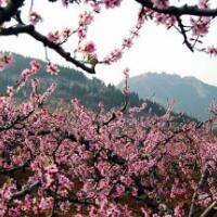 在那桃花盛开的地方，美丽在春风里溢出!