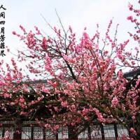 山寺桃花始盛开，意想不到的春景！(7)
