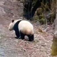 偶遇熊猫横穿马路，黄龙自然保护区2018年首次拍摄到大熊猫