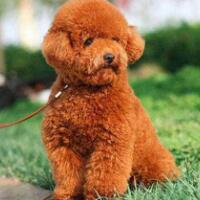 泰迪犬多少钱一只，迷你型的价值2000元以内！
