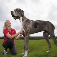 世界最高大的狗，大丹犬！