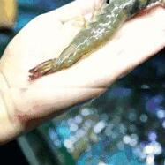 虾尾刺破手指身亡，疑似其感染了“海洋创伤弧菌”