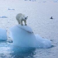 北极熊或将灭绝，原因是北极的冰川不断融化