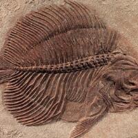 化石是怎么形成的，古生物遗体瞬间将其掩埋隔离氧化形成！