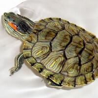 巴西龟怎么养，如何避免乌龟冬眠时候死去！(2)