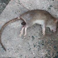 如何消灭老鼠，水泥可以灭鼠!(3)