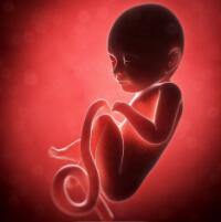 胎儿发育过程，要经历36周的发育!