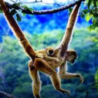 猴子的尾巴有什么作用，保持平衡的功能！