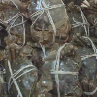 活螃蟹怎么保存，用冰箱保存螃蟹！